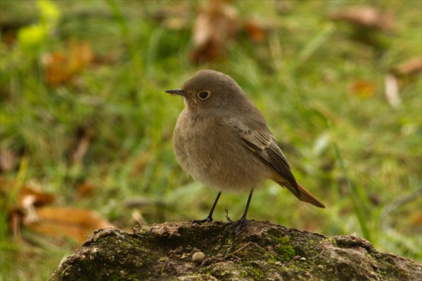 Black Redstart