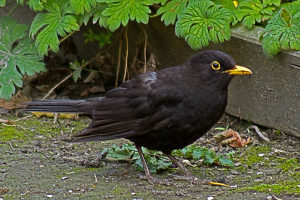 Blackbird
