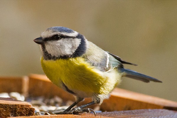 Blue Tit