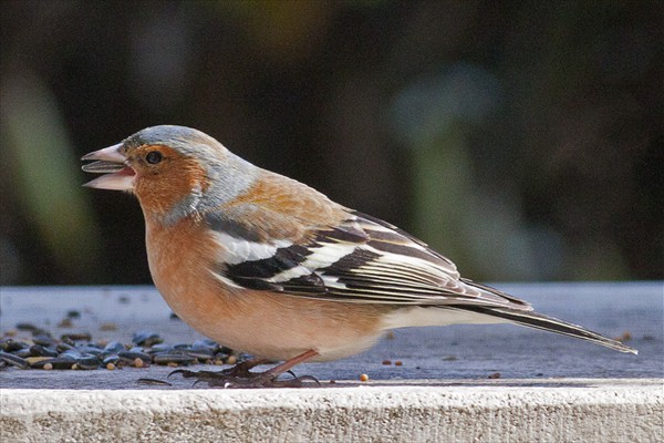 Chaffinch (male)