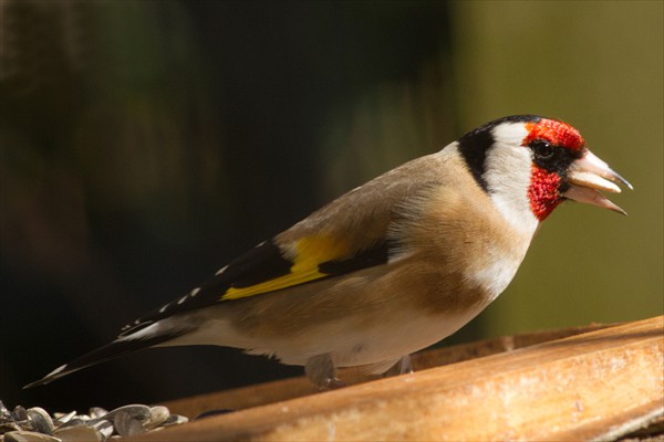 Goldfinch