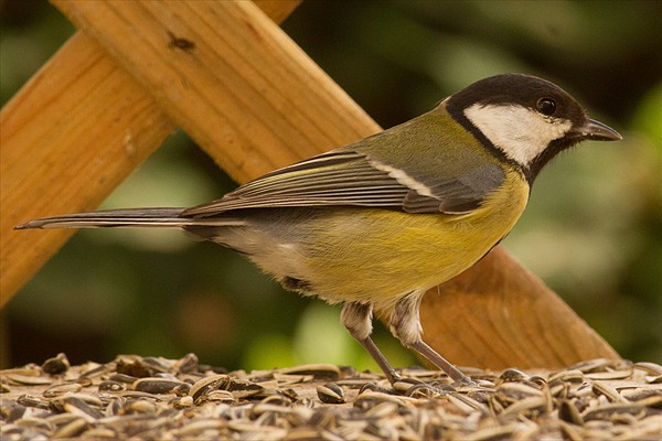 Great Tit