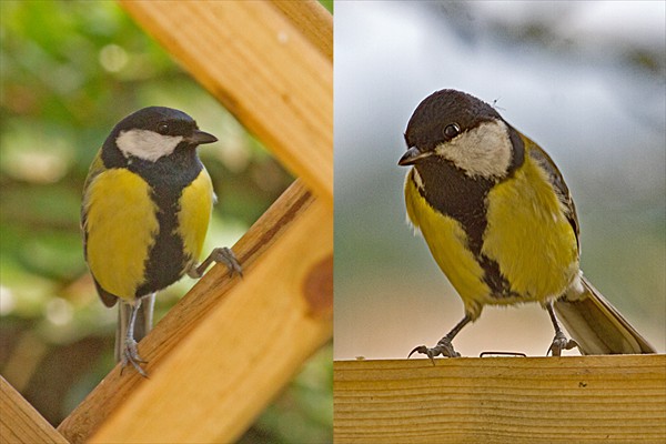 Vive la différence!
