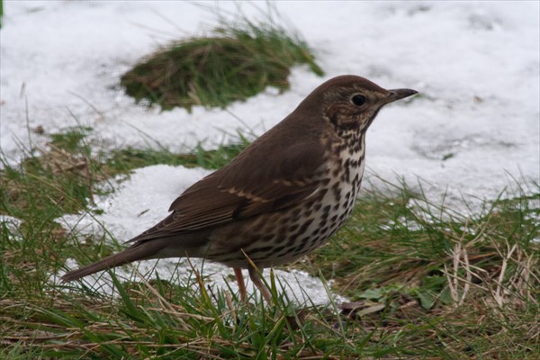 Song Thrush