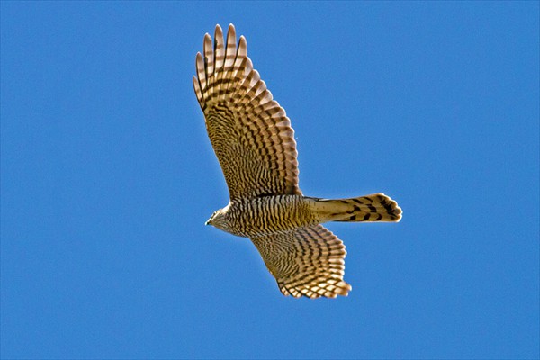 Sparrowhawk