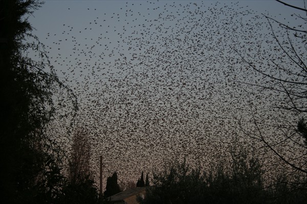 Starlings