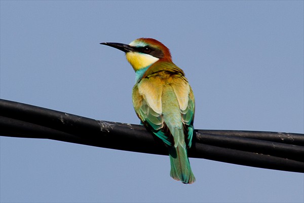 Bee Eater