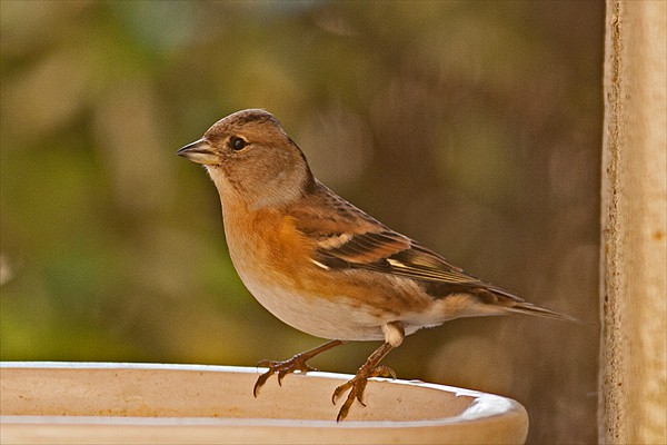 Brambling (female)
