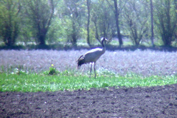 Common Crane