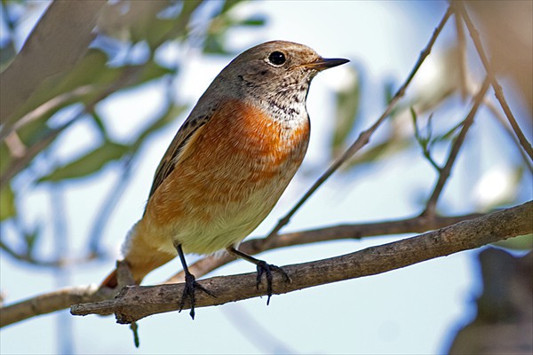 Common Redstart