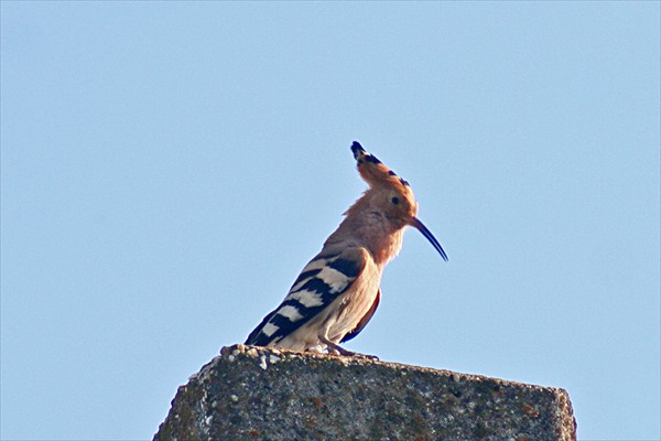 Hoopoe