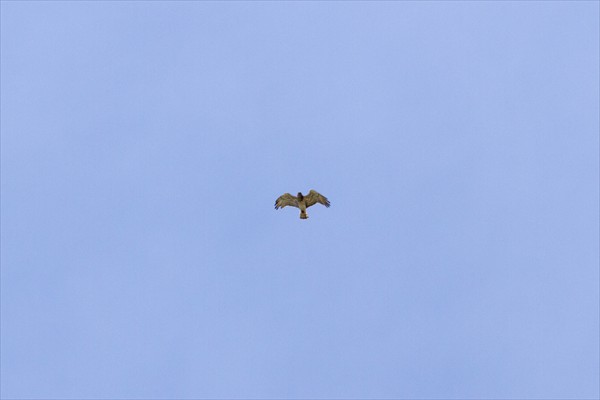 Short-toed Eagle