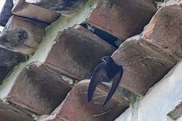 Swift / Martinet noir