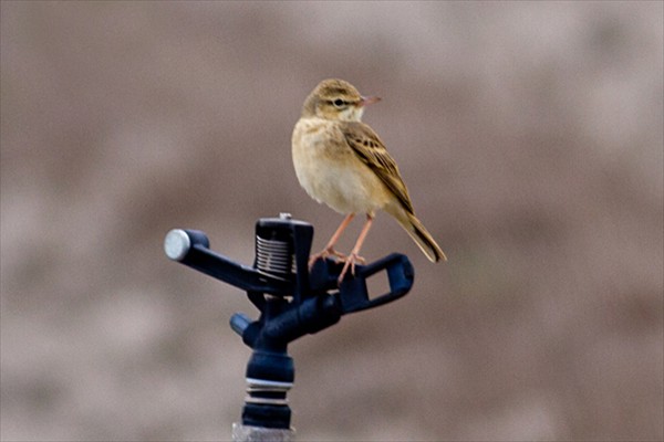 Tawny Pipit-02