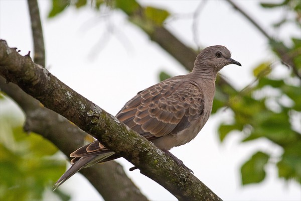 Turtle Dove