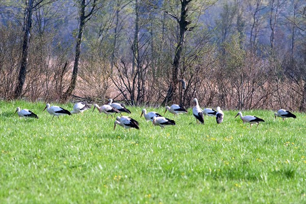 White Storks