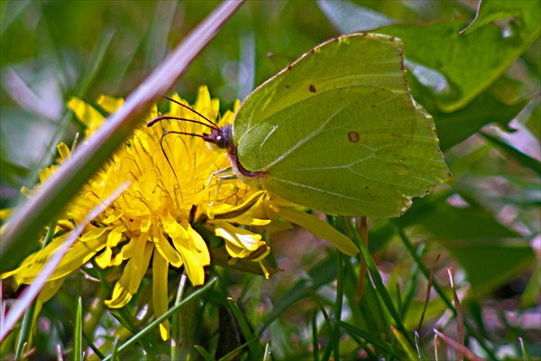 Brimstone