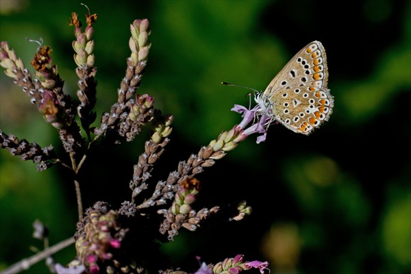 Brown Argus