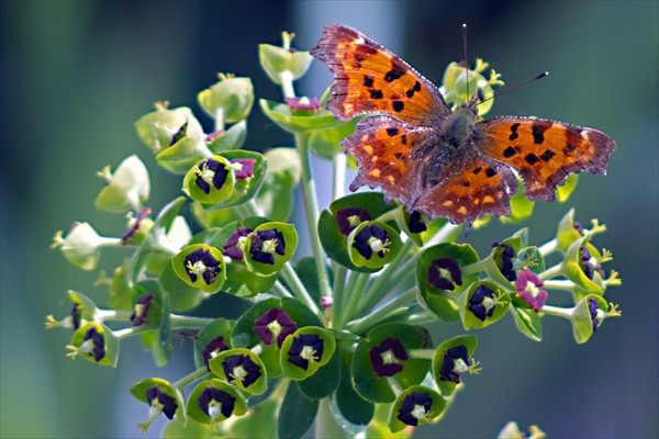 Comma