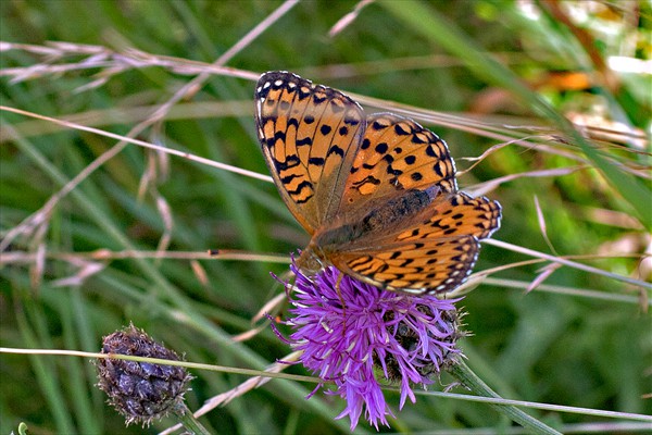 Dark Green Fritillary