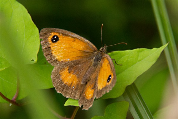 Gatekeeper (female)