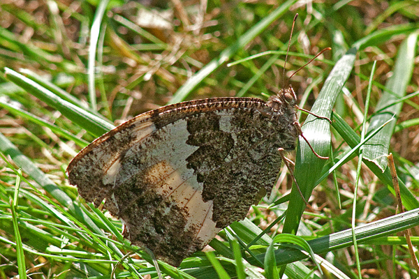 Grayling