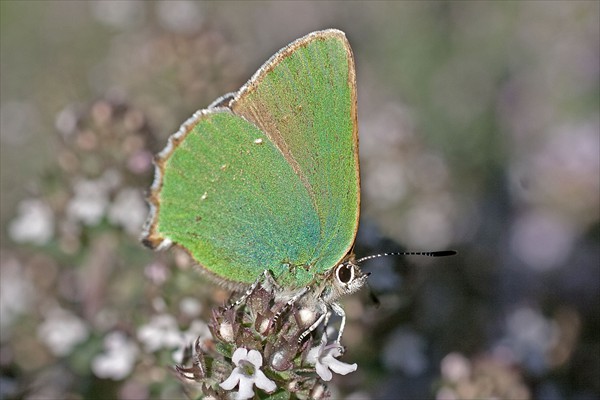 Green Hairstreak
