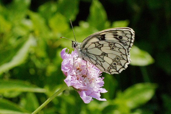 Marbled White