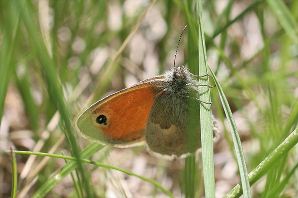 Meadow Brown