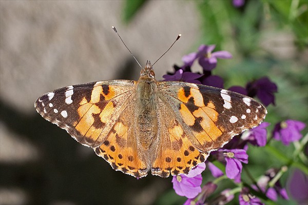 Painted Lady