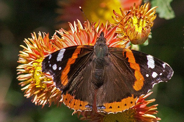 Red Admiral