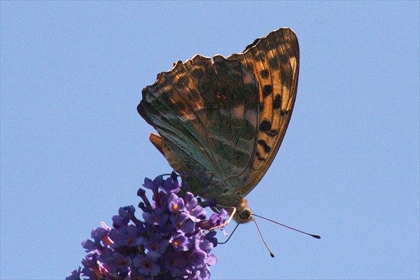 Silver-washed Fritillary