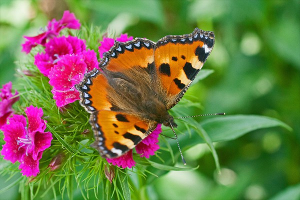 Small Tortoiseshell