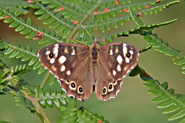 Speckled Wood