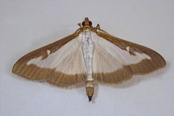 Box tree moth