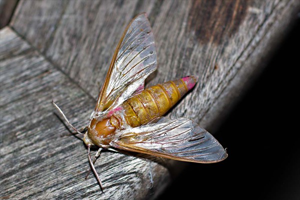 Elephant Hawkmoth
