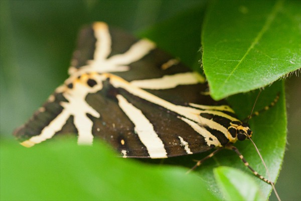 Jersey Tiger