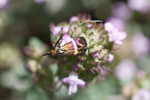 Long-horned moth