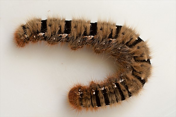 Oak Eggar caterpillar