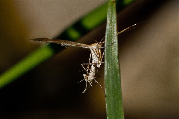 Plume moth