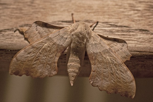 Poplar Hawkmoth