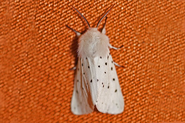White Ermine
