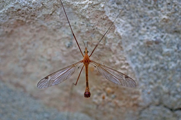 Crane Fly / Tipule