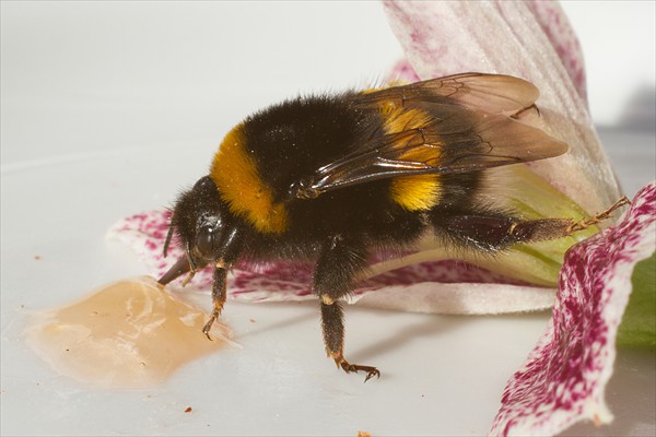 Buff-tailed Bumble Bee / Bourdon terrestre