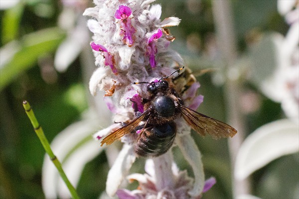Carpenter Bee / Abeille charpentière