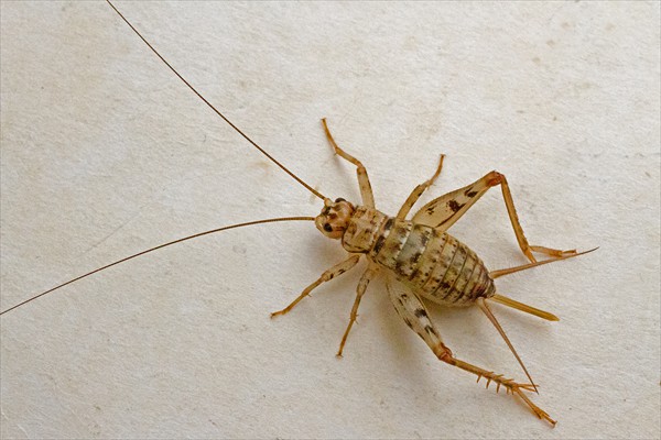 Cave cricket / Grillon de caverne (<i>Dolichopoda azami</i>)