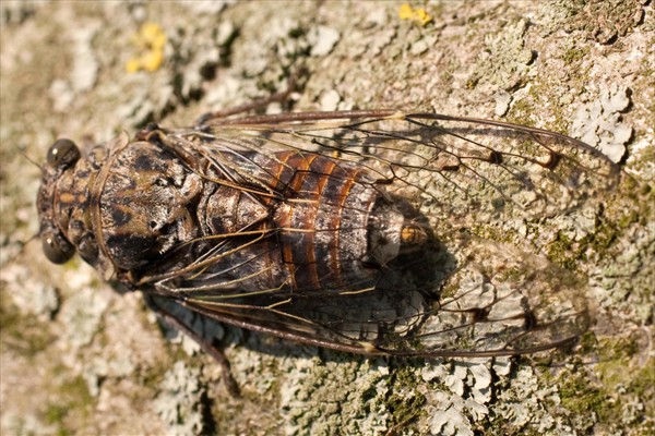 Cicada