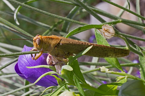 Egyptian Grasshopper / Criquet égyptien