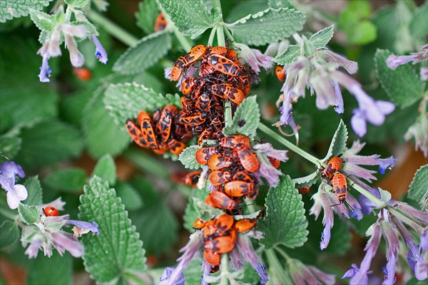 Firebugs / Gendarmes