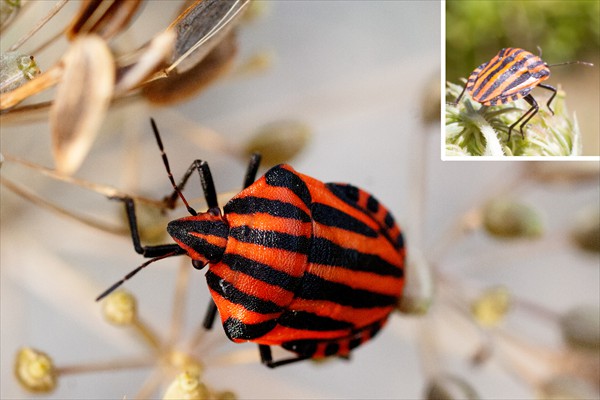 Italian Striped-Bug / Punaise arlequin (<i>Graphosoma lineatum italicum</i>) 